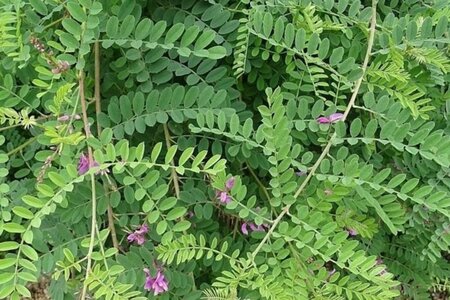 Indigofera heterantha 50-60 cm met kluit - afbeelding 1