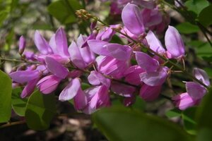 Indigofera kirilowii 50-60 cm cont. 3,0L