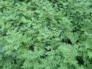 Indigofera kirilowii geen maat specificatie container - afbeelding 2