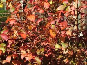 Indigofera kirilowii geen maat specificatie container - afbeelding 3