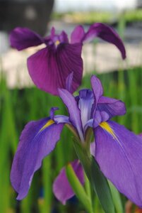 Iris ensata geen maat specificatie cont. 2,0L