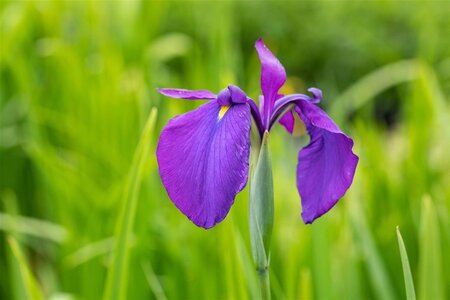 Iris ensata geen maat specificatie cont. 2,0L - afbeelding 2