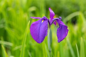 Iris ensata geen maat specificatie cont. 2,0L - image 2