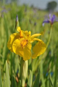 Iris pseudac. 'Variegata' geen maat specificatie cont. 2,0L