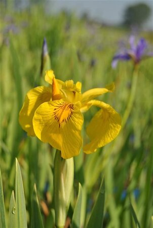 Iris pseudac. 'Variegata' geen maat specificatie cont. 2,0L