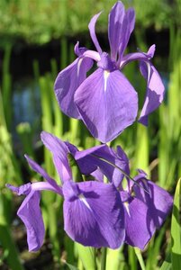 Iris laevigata geen maat specificatie cont. 2,0L