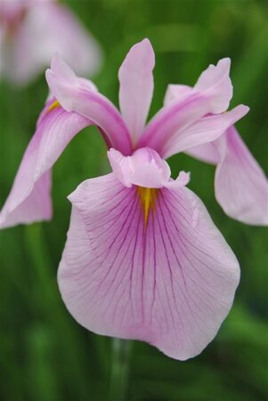 Iris laevigata 'Rose Queen' geen maat specificatie cont. 2,0L