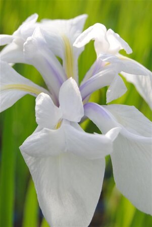 Iris laevigata 'Snowdrift' geen maat specificatie cont. 2,0L