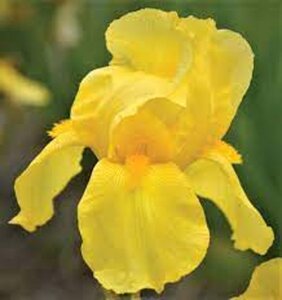 Iris (G) 'Ola Kala' geen maat specificatie 0,55L/P9cm - afbeelding 2