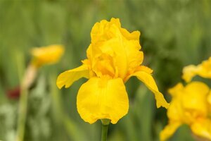 Iris (G) 'Ola Kala' geen maat specificatie 0,55L/P9cm