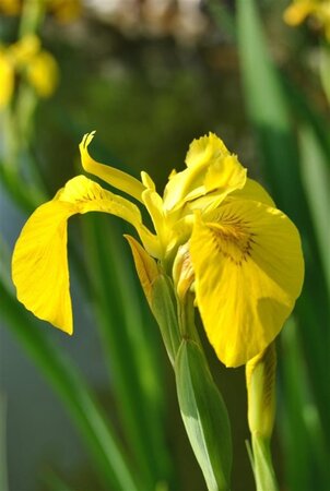 Iris pseudacorus geen maat specificatie cont. 2,0L - image 3