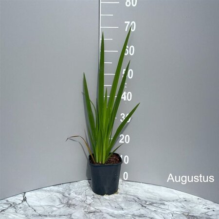 Iris pseudacorus geen maat specificatie cont. 2,0L - image 4