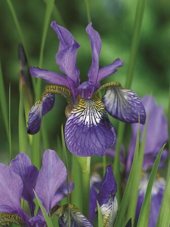 Iris sib. 'Blue King' geen maat specificatie 0,55L/P9cm - afbeelding 3