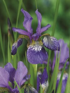Iris sib. 'Blue King' geen maat specificatie 0,55L/P9cm - afbeelding 3