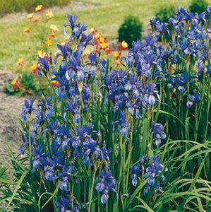 Iris sib. 'Blue King' geen maat specificatie 0,55L/P9cm - afbeelding 5