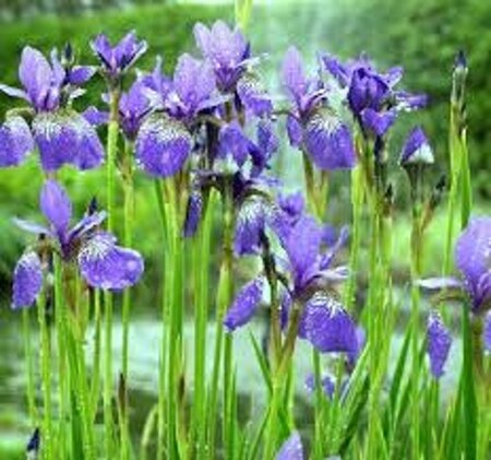 Iris sib. 'Blue King' geen maat specificatie 0,55L/P9cm - afbeelding 6
