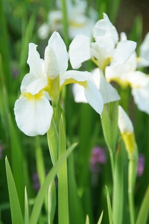 Iris sib. 'Butter and Sugar' geen maat specificatie 0,55L/P9cm - afbeelding 2
