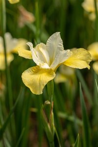 Iris sib. 'Butter and Sugar' geen maat specificatie 0,55L/P9cm