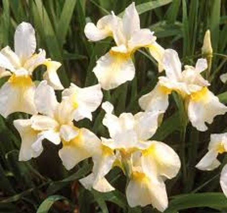Iris sib. 'Butter and Sugar' geen maat specificatie 0,55L/P9cm - afbeelding 3