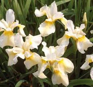 Iris sib. 'Butter and Sugar' geen maat specificatie 0,55L/P9cm - afbeelding 3