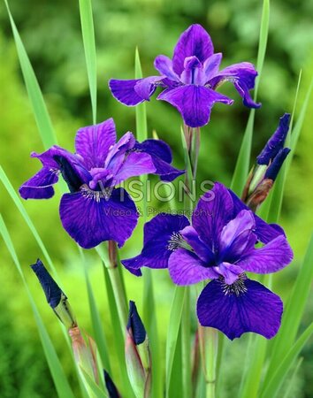 Iris sib. 'Caesar's Brother' geen maat specificatie 0,55L/P9cm - afbeelding 2