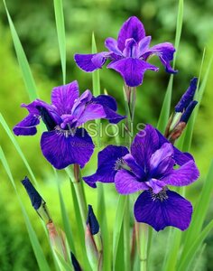 Iris sib. 'Caesar's Brother' geen maat specificatie 0,55L/P9cm - afbeelding 2