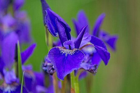 Iris sib. 'Caesar's Brother' geen maat specificatie 0,55L/P9cm - afbeelding 3