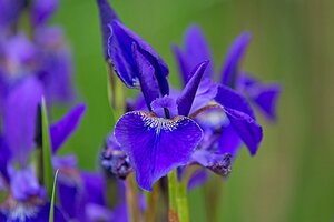 Iris sib. 'Caesar's Brother' geen maat specificatie 0,55L/P9cm