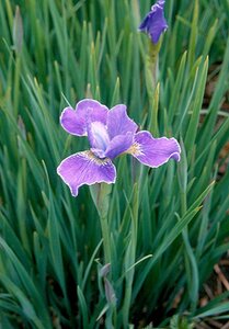 Iris sib. 'Silver Edge' geen maat specificatie 0,55L/P9cm - afbeelding 3