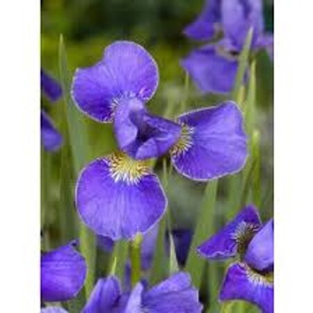 Iris sib. 'Silver Edge' geen maat specificatie 0,55L/P9cm - afbeelding 5