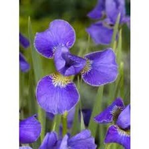 Iris sib. 'Silver Edge' geen maat specificatie 0,55L/P9cm - afbeelding 5