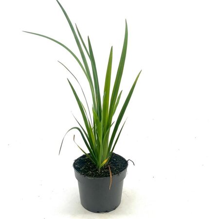 Iris versicolor geen maat specificatie cont. 2,0L - afbeelding 2
