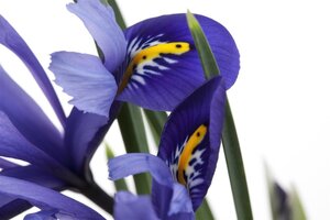 Iris versicolor geen maat specificatie cont. 2,0L