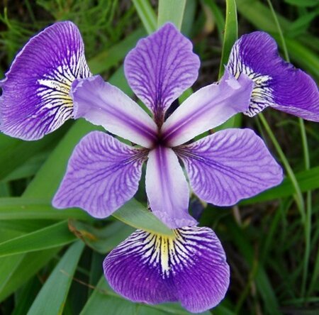 Iris versicolor geen maat specificatie 0,55L/P9cm