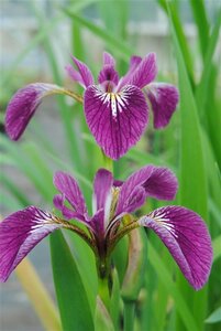 Iris versic. 'Kermesina' geen maat specificatie cont. 2,0L