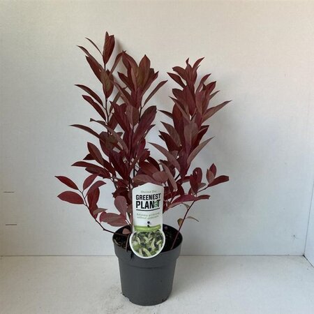Itea virginica 'Henry's Garnet' 25-30 cm cont. 2,0L - afbeelding 4