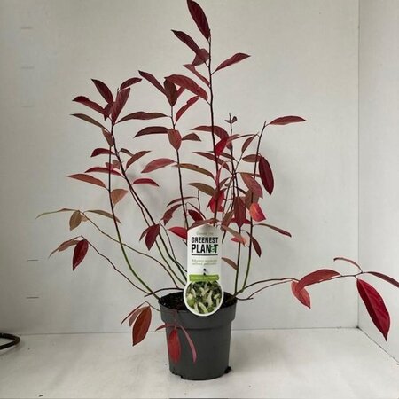 Itea virginica 'Henry's Garnet' 25-30 cm cont. 2,0L - afbeelding 7