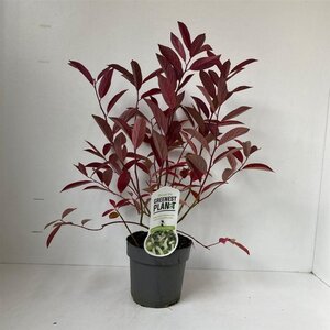Itea virginica 'Henry's Garnet' 25-30 cm cont. 2,0L - afbeelding 6