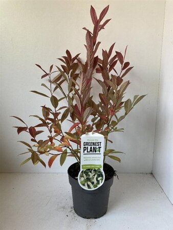 Itea virginica 'Henry's Garnet' 25-30 cm cont. 2,0L - afbeelding 1