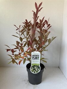 Itea virginica 'Henry's Garnet' 25-30 cm cont. 2,0L