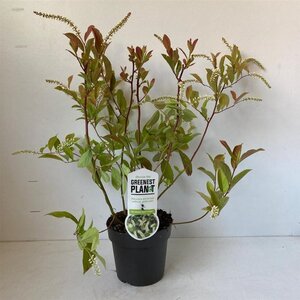 Itea virginica 'Henry's Garnet' 25-30 cm cont. 2,0L - afbeelding 2