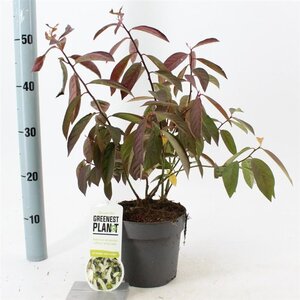 Itea virginica 'Henry's Garnet' 25-30 cm cont. 2,0L - afbeelding 3