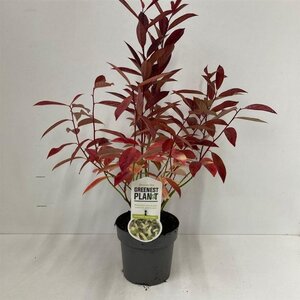 Itea virginica 'Henry's Garnet' 25-30 cm cont. 2,0L - afbeelding 5