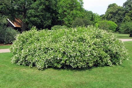 Itea virginica 30-40 cm cont. 3,0L - afbeelding 1