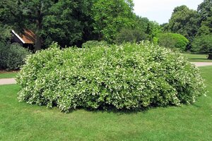 Itea virginica 30-40 cm cont. 3,0L