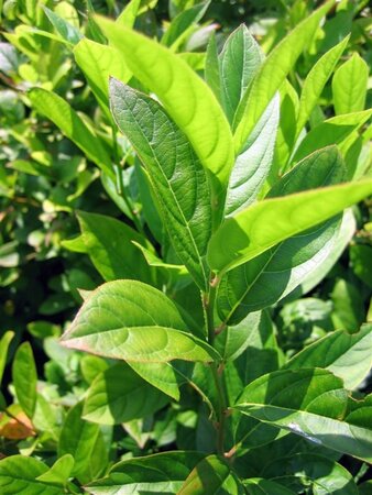 Itea virginica 30-40 cm cont. 3,0L - afbeelding 2