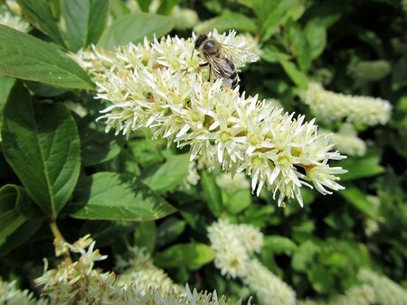 Itea virginica 30-40 cm cont. 3,0L - afbeelding 3