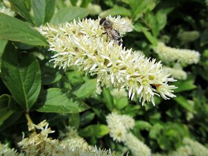 Itea virginica 30-40 cm cont. 3,0L - afbeelding 3