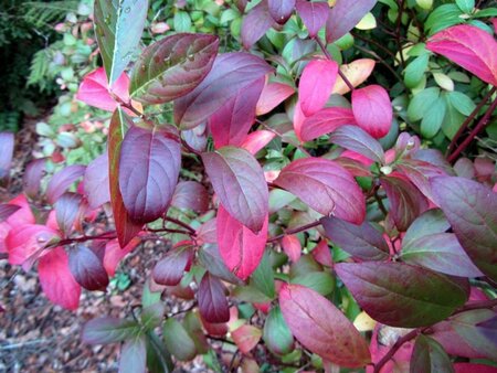 Itea virginica 30-40 cm cont. 3,0L - afbeelding 4