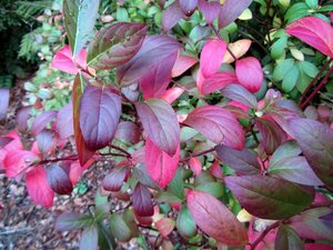 Itea virginica 30-40 cm cont. 3,0L - afbeelding 4